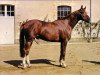 stallion Votez Bien AA (Anglo-Arabs, 1973, from Sumbeam AA)