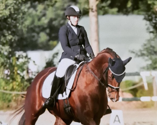 dressage horse Quavoni (Hanoverian, 2015, from Quantensprung 3)