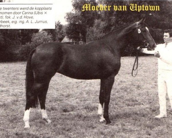 Zuchtstute Carina (Koninklijk Warmbloed Paardenstamboek Nederland (KWPN), 1984, von Moebus)