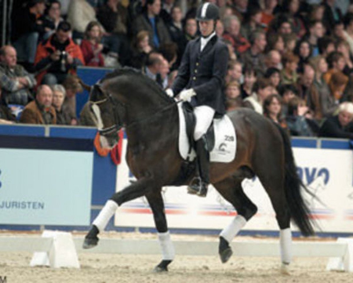 Deckhengst Uptown (KWPN (Niederländisches Warmblut), 2001, von Kennedy)