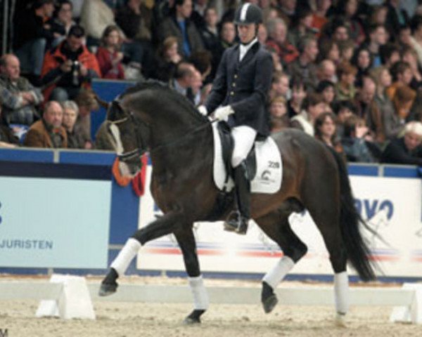stallion Uptown (Royal Warmblood Studbook of the Netherlands (KWPN), 2001, from Kennedy)