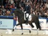 stallion Uptown (Dutch Warmblood, 2001, from Kennedy)