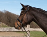 dressage horse Djibril (Westphalian, 2019, from Destacado FRH)