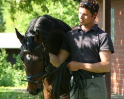 dressage horse Chester 272 (German Sport Horse, 2008, from Charon)