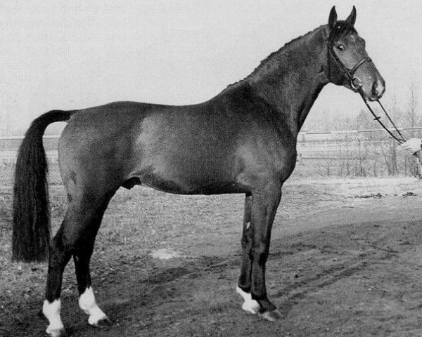 Deckhengst Falkner (Holsteiner, 1975, von Farnese 3804)