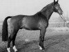 stallion Falkner (Holsteiner, 1975, from Farnese 3804)