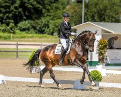 dressage horse Desert Inn (Hanoverian, 2009, from Don Marcello)