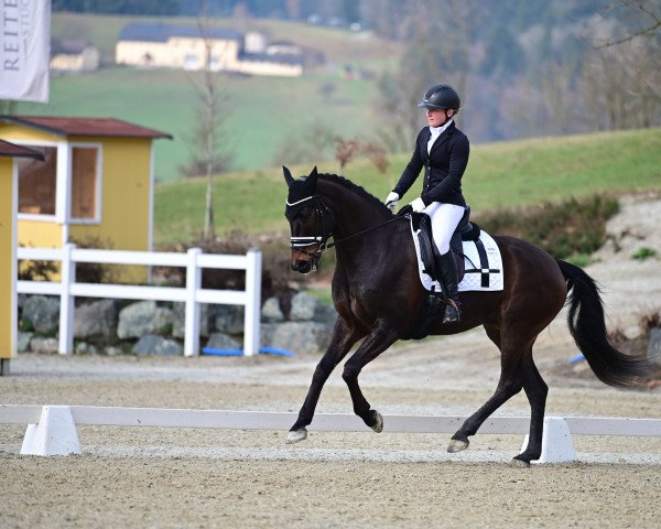 dressage horse Fürstenstern JK (Oldenburg, 2015, from Fürsten-Look)