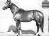 stallion Val de Loir xx (Thoroughbred, 1959, from Vieux Manoir xx)