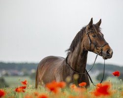 Springpferd Quite`s Lotte (Oldenburger, 2011, von Quite Rubin)