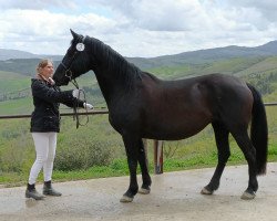 broodmare Divina YJK (Knabstrupper, 2012, from Beauty von der Altmühlquelle)