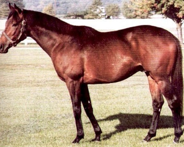 stallion Val de L'Orne xx (Thoroughbred, 1972, from Val de Loir xx)