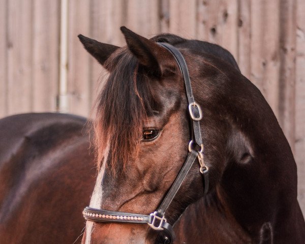 jumper Glandys Miss Mole (Connemara Pony, 2011, from Thiergartenhofs Indiana Jones)