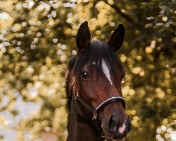 dressage horse Amicella 22 (German Sport Horse, 2016, from Scarosso)