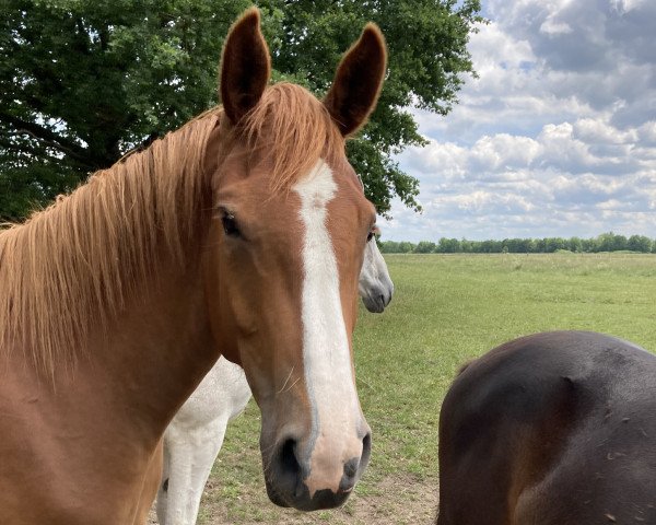 jumper Zora Whitesocks Z (Zangersheide riding horse, 2020, from L.b. Zornell II)