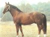 stallion Dulder II (Noble Warmblood, 1973, from Duktus)
