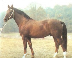 stallion Dulder II 1344 (Noble Warmblood, 1973, from Duktus 2510)