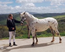 Pferd Mariposa af Vissegaard (Knabstrupper, 2019, von Paganini af Silver)