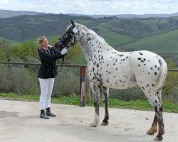 horse Daisy YJK (Knabstrupper, 2019, from Paganini af Silver)