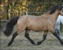 Deckhengst Bobtail du Sault (Connemara-Pony, 1989, von Sticky du Blin)