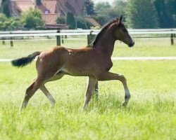 dressage horse Baccardi's Barnaby W (Westphalian, 2021, from Baccardi’s Best)