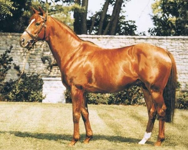 stallion Woodman xx (Thoroughbred, 1983, from Mr. Prospector xx)