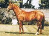 stallion Woodman xx (Thoroughbred, 1983, from Mr. Prospector xx)