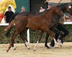 Springpferd Si Belle 4 (Trakehner, 2016, von Phlox)