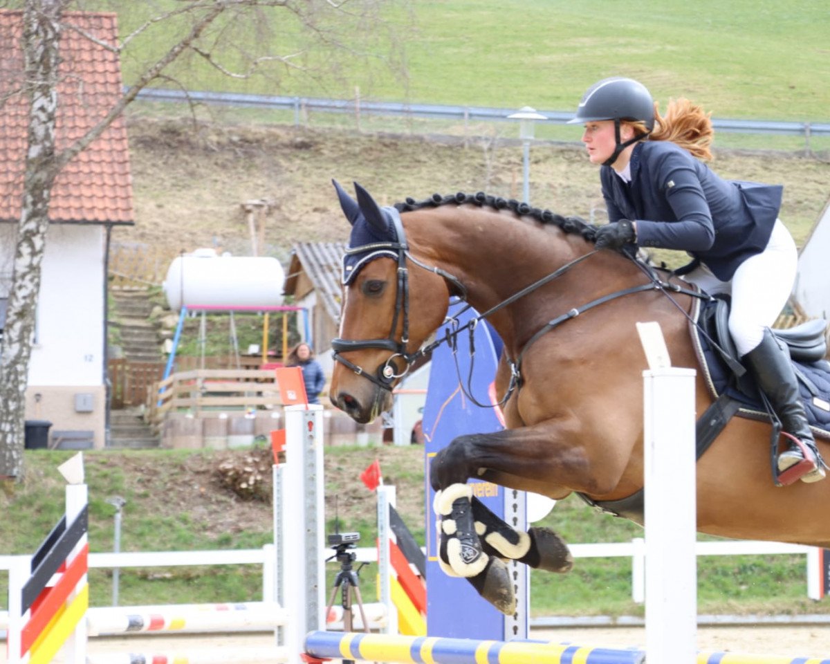 jumper Cyber Touch (Swedish Warmblood, 2014, from Untouchable)