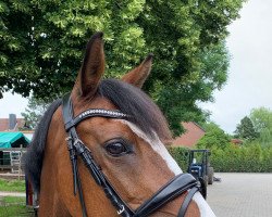 dressage horse Doris Day (German Riding Pony, 2008, from Windsor N)