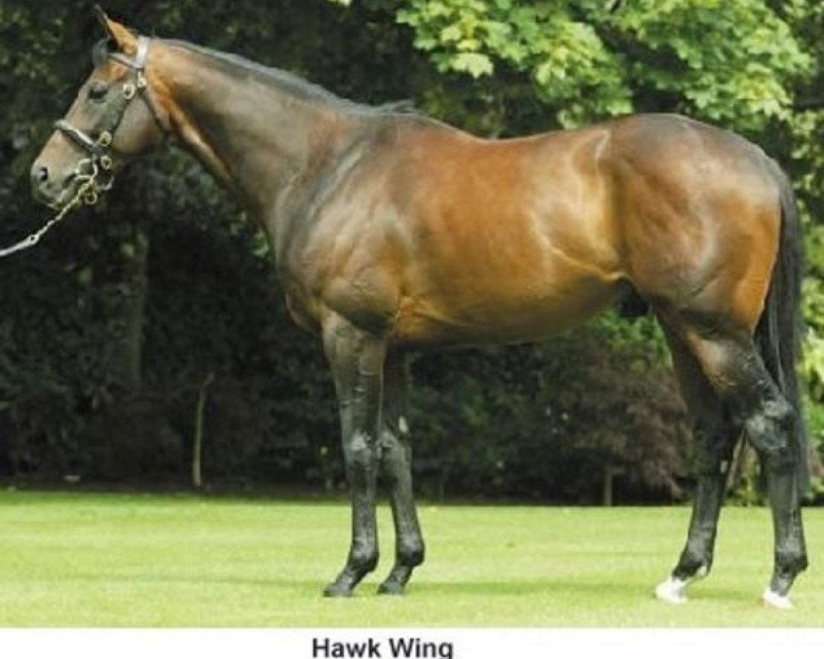 Deckhengst Hawk Wing xx (Englisches Vollblut, 1999, von Woodman xx)