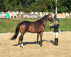 dressage horse Schützek's Dreamcatcher (Westphalian, 2013, from Dankeschön)