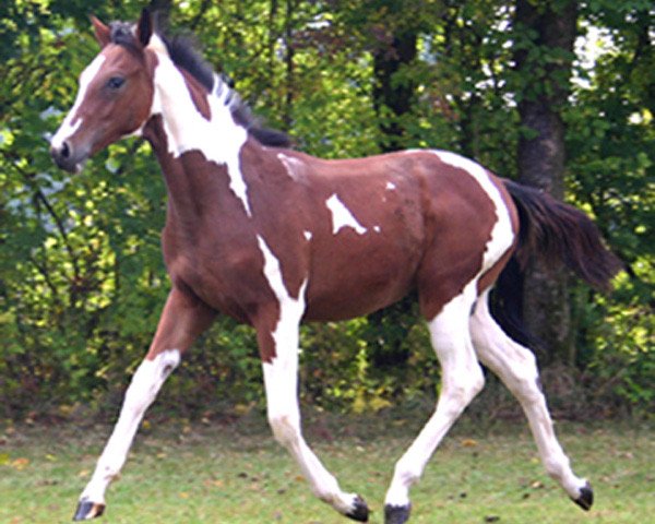 Pferd Palmira (Oldenburger, 2008, von Semper)