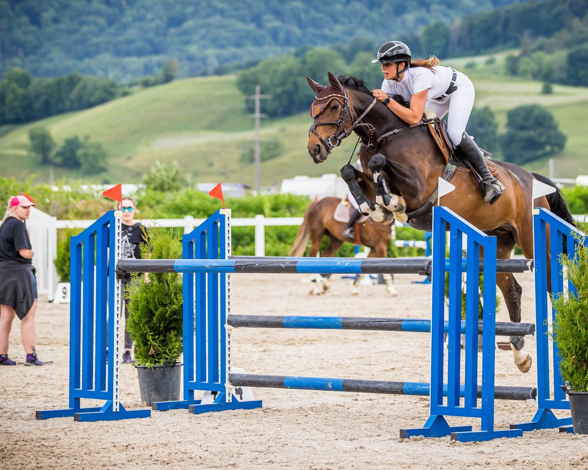 jumper Stakkata V. Tannenhof CH (Swiss Warmblood, 2012, from Stakkato)