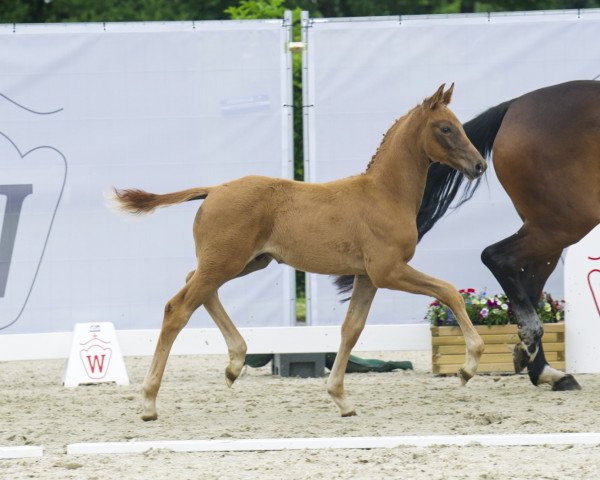 dressage horse Hengst von Morricone (Westphalian, 2022, from Morricone)