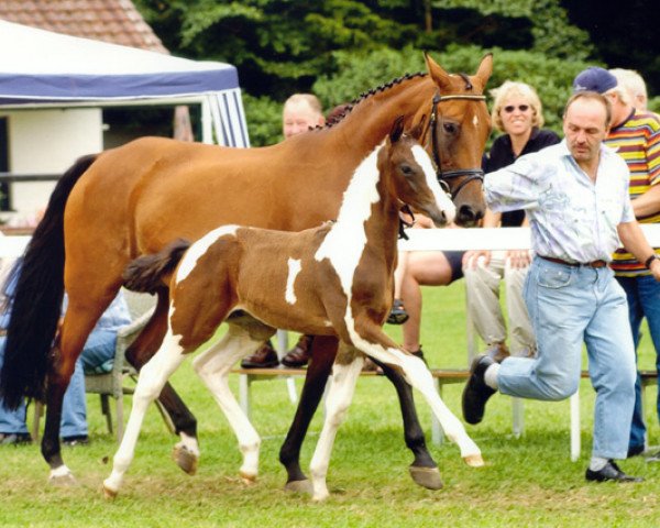 stallion Special Design II (Oldenburg, 2003, from Semper)