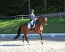 dressage horse Lady Sunshine 76 (German Sport Horse, 2014, from Little Charly)