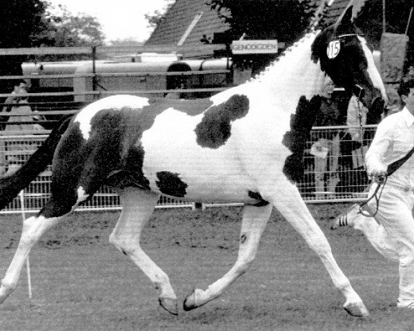 Zuchtstute Imago (Koninklijk Warmbloed Paardenstamboek Nederland (KWPN), 1990, von Samber)
