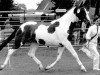 broodmare Imago (KWPN (Royal Dutch Sporthorse), 1990, from Samber)