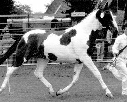 broodmare Imago (KWPN (Royal Dutch Sporthorse), 1990, from Samber)