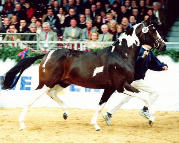 Pferd Special Design (Oldenburger, 1999, von Semper)