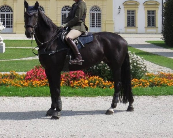 broodmare Altezza 2 (German Sport Horse, 2004, from Axis TSF)
