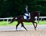 dressage horse Laudavio Hn (Austrian Warmblood, 2009)