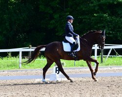 Dressurpferd Laudavio Hn (Österreichisches Warmblut, 2009)