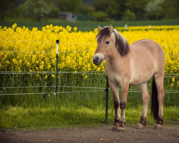 horse Mads (Fjord Horse, 2020, from Marlon)