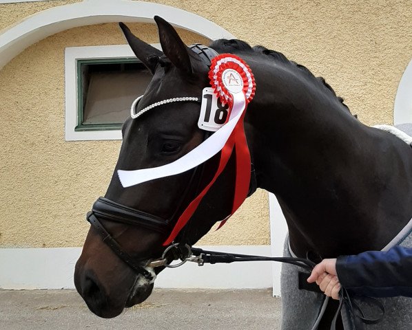 dressage horse Frederico N (Austrian Warmblood, 2018, from Fürstenball)