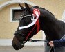 Pferd Frederico N (Österreichisches Warmblut, 2018, von Fürstenball)