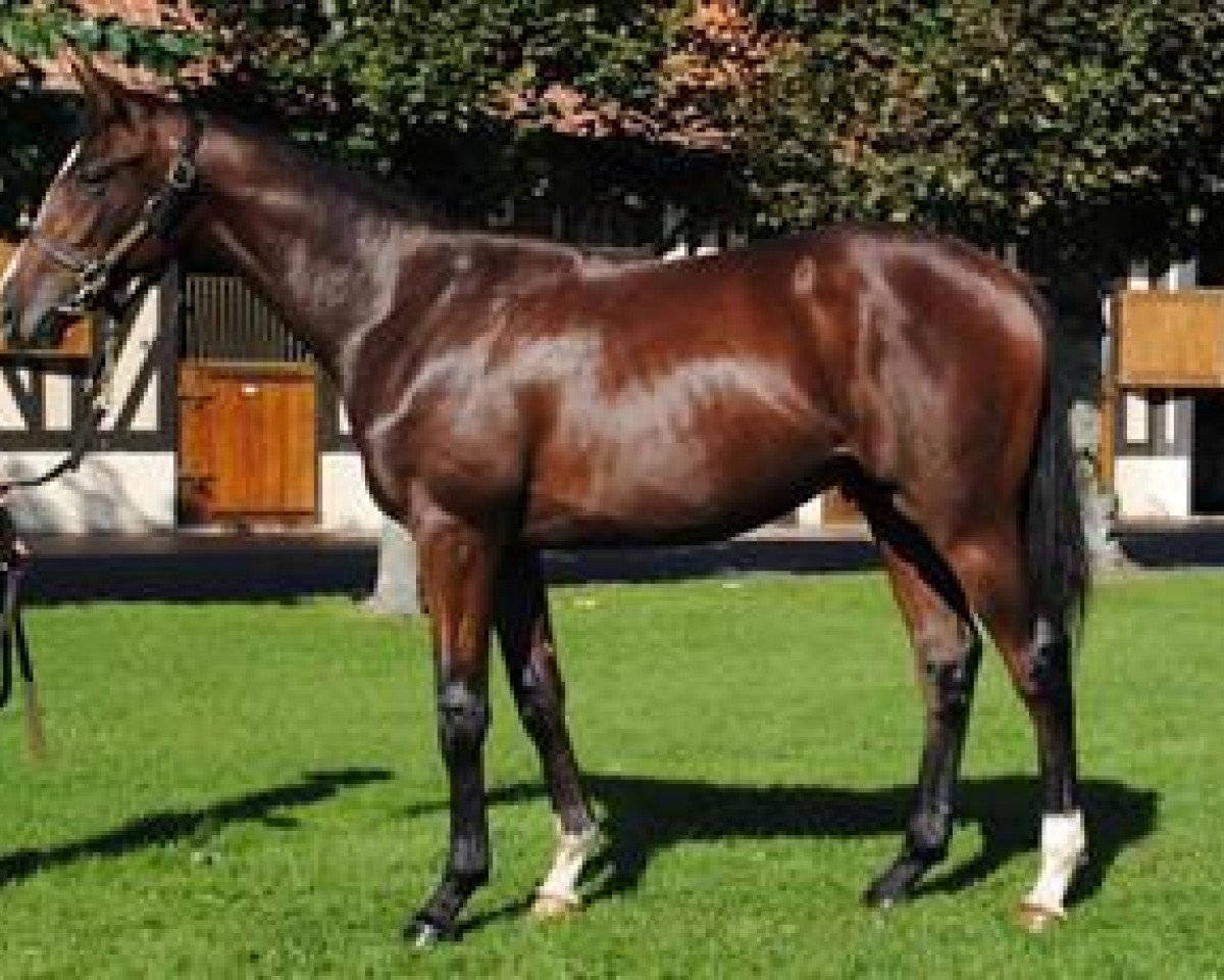 horse Solar Power xx (Thoroughbred, 2010, from Literato xx)