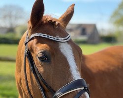 dressage horse HB Danny de Luxe (German Riding Pony, 2011, from Danny Gold)