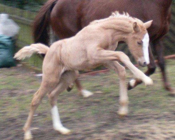 dressage horse C.C. Candy Cream (German Horse, 2012, from Creme de la Creme)